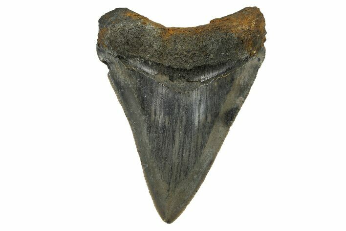 Serrated, Fossil Megalodon Tooth - Aurora, North Carolina #179803
